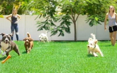 7 Ways to Create a Dog-Friendly Backyard