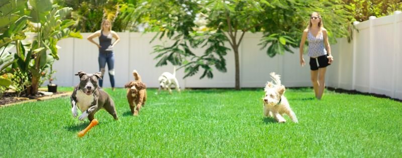 7 Ways to Create a Dog-Friendly Backyard